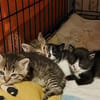 Milo Freundlicher Kater sucht Familie zum Kuscheln