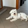 Benny - zuckersüßer Wuschel sucht seine eigene Familie