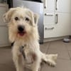 Benny - zuckersüßer Wuschel sucht seine eigene Familie