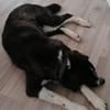 Der liebe Tobbi hat einen Wunsch