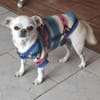 Loki, Minihund sucht neues Zuhause