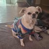 Loki, Minihund sucht neues Zuhause