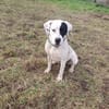Nala sucht ein neues Zuhause