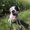 Nala sucht ein neues Zuhause