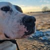 Nala sucht ein neues Zuhause