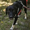 Zoe, freundlicher Welpe sucht Familie