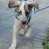 sehr lieber Welpenjunge Joker auf PS in 92348 Berg