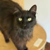 Ruhige Katze Pluma