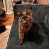 Ruhige Katze Pluma