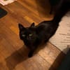 Ruhige Katze Pluma