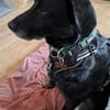 TEO sucht sein Für-immer-Zuhause