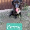 PENNY-hübsche, fröhliche Mischling-Hündin