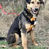 Lexi, lieber Welpe sucht neue Familie