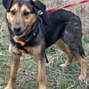Lexi, lieber Welpe sucht neue Familie