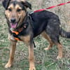 Lexi, lieber Welpe sucht neue Familie