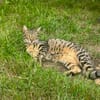 Junge temperamentvolle Katzen Lady mit besonderer Zeichnung