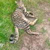 Junge temperamentvolle Katzen Lady mit besonderer Zeichnung