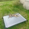 Junge temperamentvolle Katzen Lady mit besonderer Zeichnung
