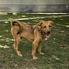 Max, ausgeglichener Welpe sucht Familie