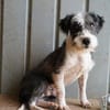OREO-verschmuster,zuckersüßer Bichon-Mix-Rüde