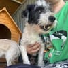 OREO-verschmuster,zuckersüßer Bichon-Mix-Rüde