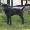 Camielo, Riesenschnauzer (geb. 07/2021)