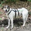 Elric ist ein wunderbarer, offener Hund!