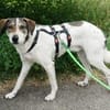 Elric ist ein wunderbarer, offener Hund!