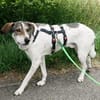 Elric ist ein wunderbarer, offener Hund!