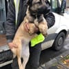 Minka, offene Hündin sucht neue Familie