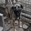 Minka, offene Hündin sucht neue Familie