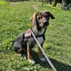 Codin, verspielter Welpe sucht Zuhause