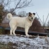 Lucy  sportliche Charakterhündin sucht
