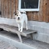 Lucy  sportliche Charakterhündin sucht