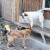 Lucy  sportliche Charakterhündin sucht