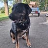Treue Begleiterin Morgana