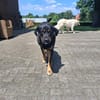 Treue Begleiterin Morgana