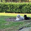 Treue Begleiterin Morgana