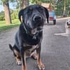 Treue Begleiterin Morgana