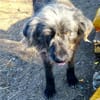 Entspannter, liebenswerter Yannis sucht