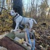 Grisu sucht ein neues Zuhause
