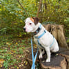 Grisu sucht ein neues Zuhause