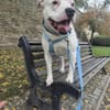 Grisu sucht ein neues Zuhause