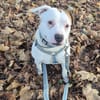 Grisu sucht ein neues Zuhause