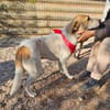Albush, Junghund sucht neues Zuhause