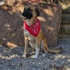 Omleta, Junghund sucht neues Zuhause