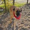 Omleta, Junghund sucht neues Zuhause