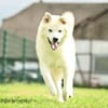 Snow wartet im Tierheim Lüdinghausen