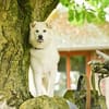 Snow wartet im Tierheim Lüdinghausen