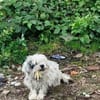 Sandy sucht Ihre Menschen! in 67574 Osthofen auf Pflegestell